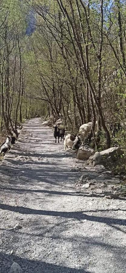 Villa Zora, Starigrad Paklenica, Seline Esterno foto